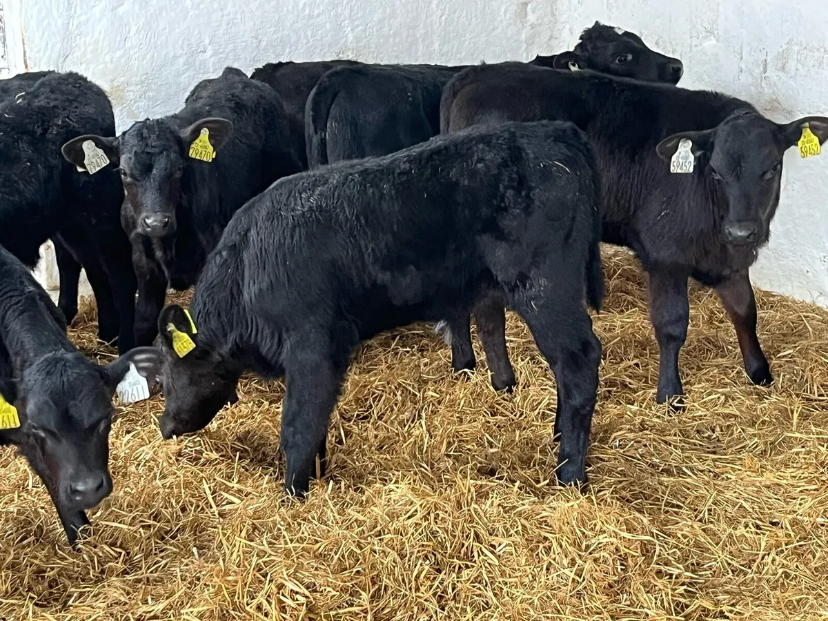 Real Proper AA Bull Calves - Image 2