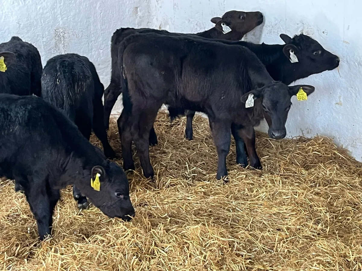 Real Proper AA Bull Calves - Image 3