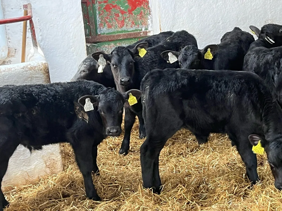 Real Proper AA Bull Calves - Image 4