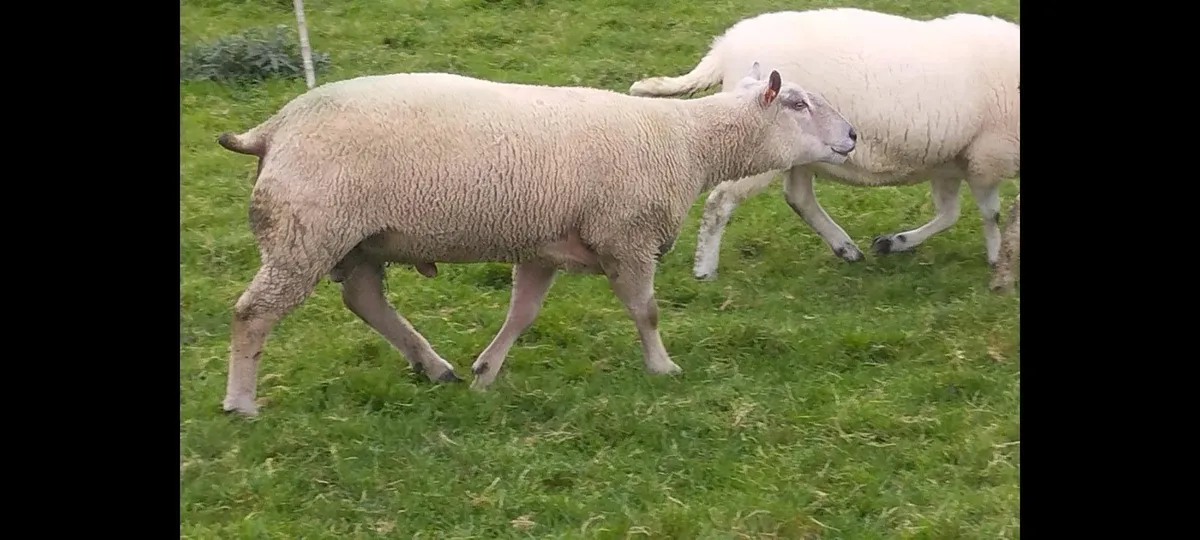 Pedigree SIS Charollais Ram - Image 2