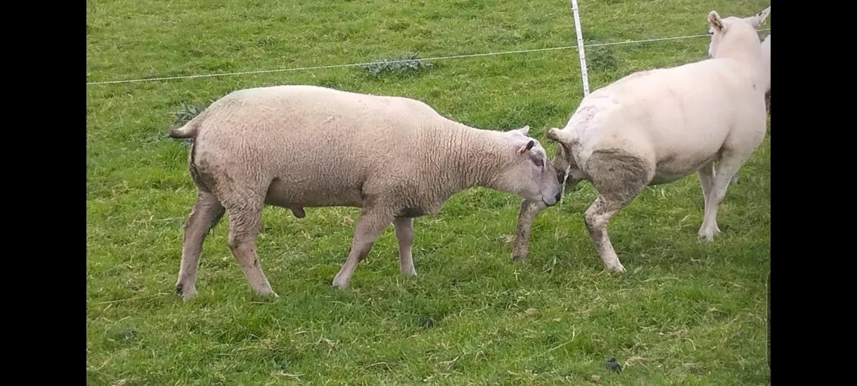 Pedigree SIS Charollais Ram - Image 3