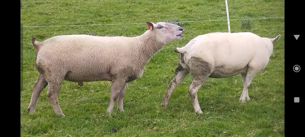 Pedigree SIS Charollais Ram - Image 1