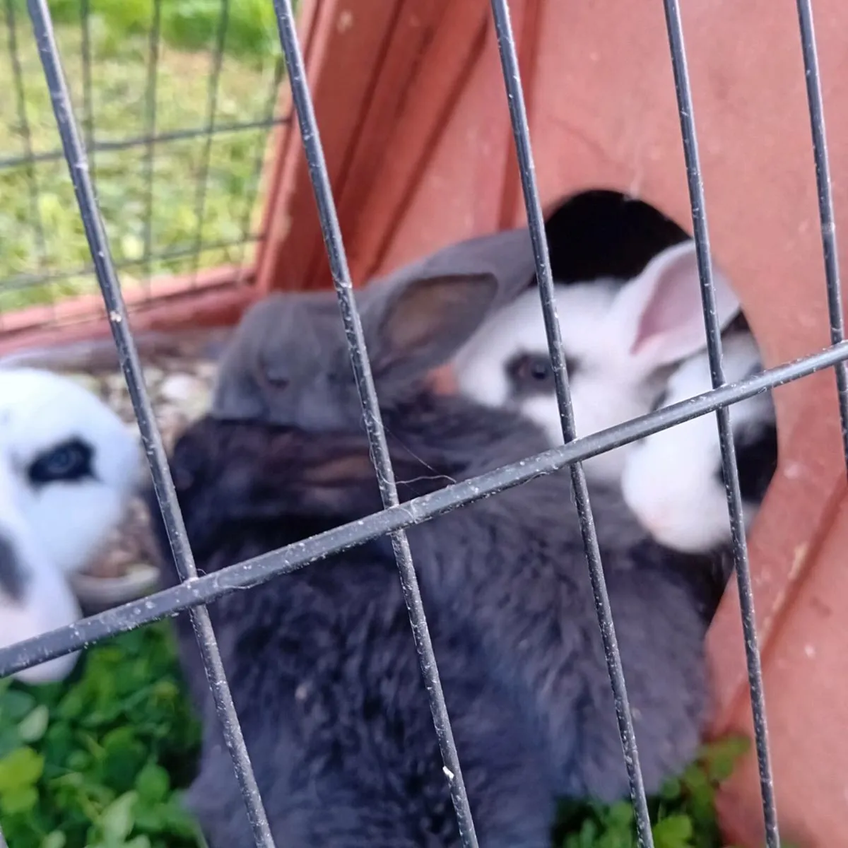 Baby rabbits - Image 1