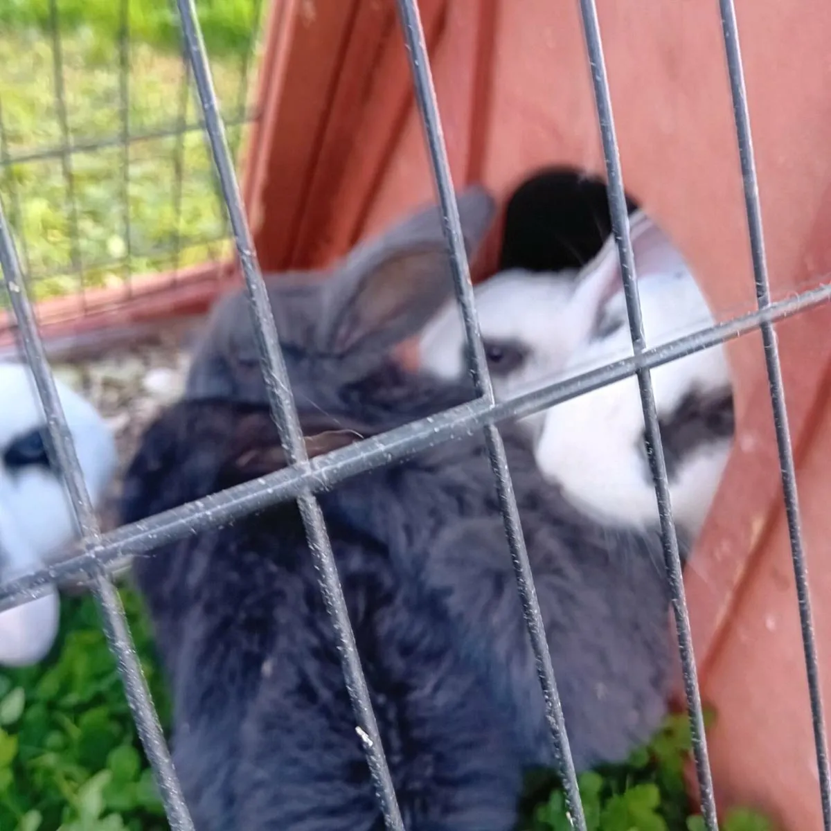 Baby rabbits - Image 2
