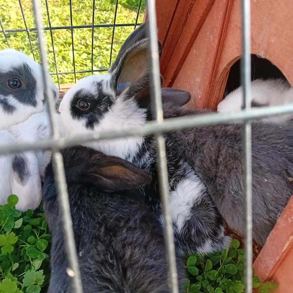 Baby rabbits - Image 3