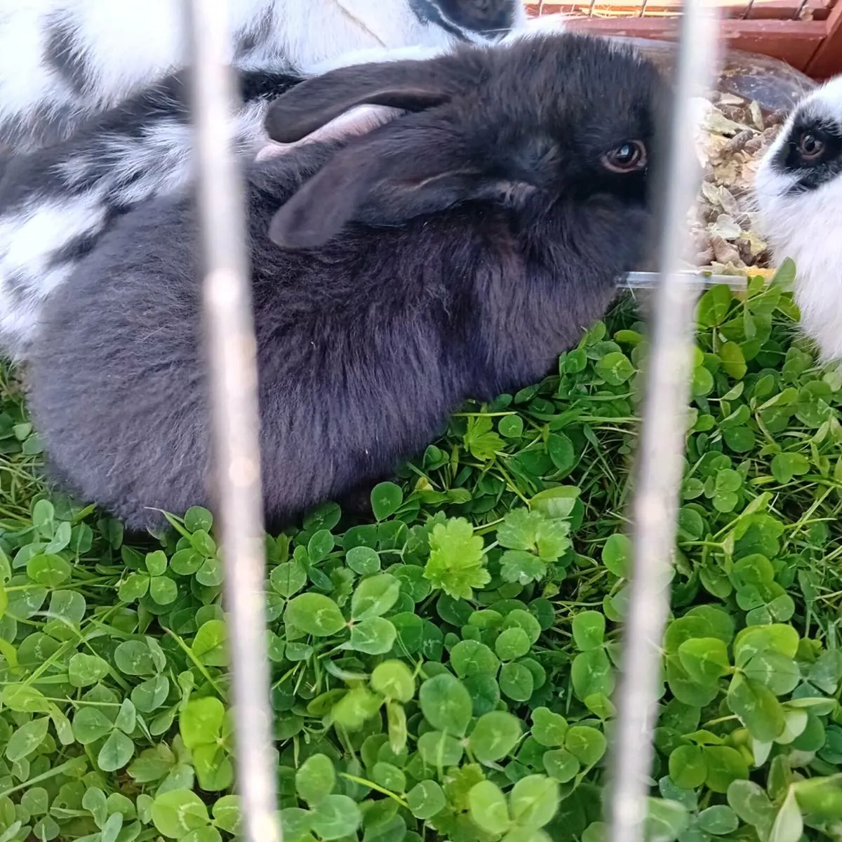 Baby rabbits - Image 4