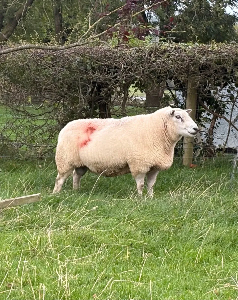 Belclare Ram PB Registered - Image 1