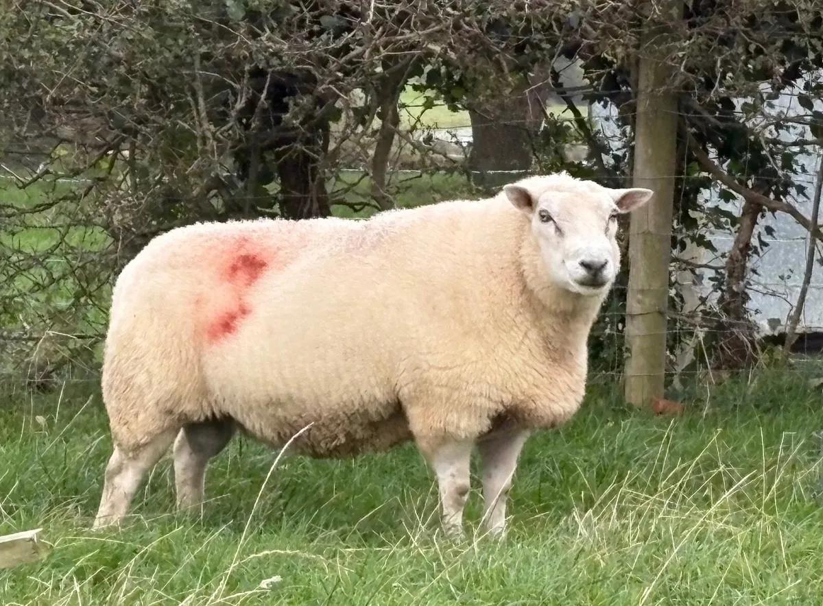 Belclare Ram PB Registered - Image 2