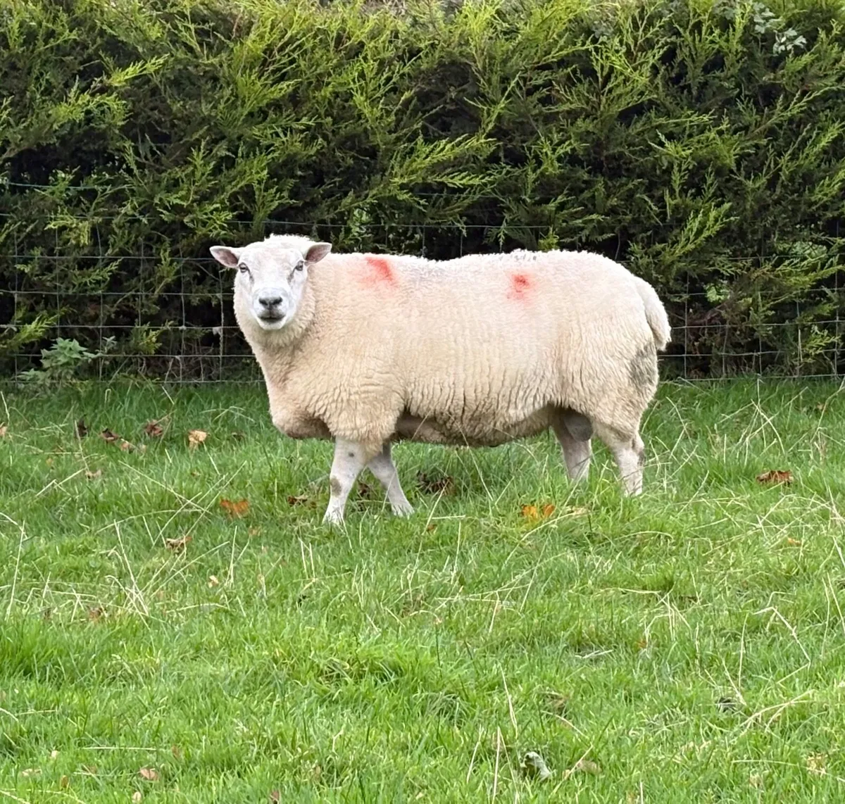 Belclare Ram PB Registered - Image 3