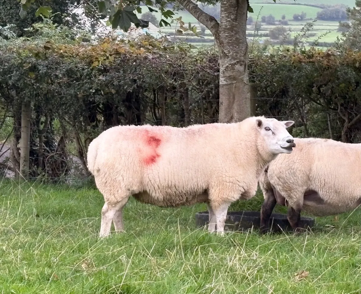 Belclare Ram PB Registered - Image 4