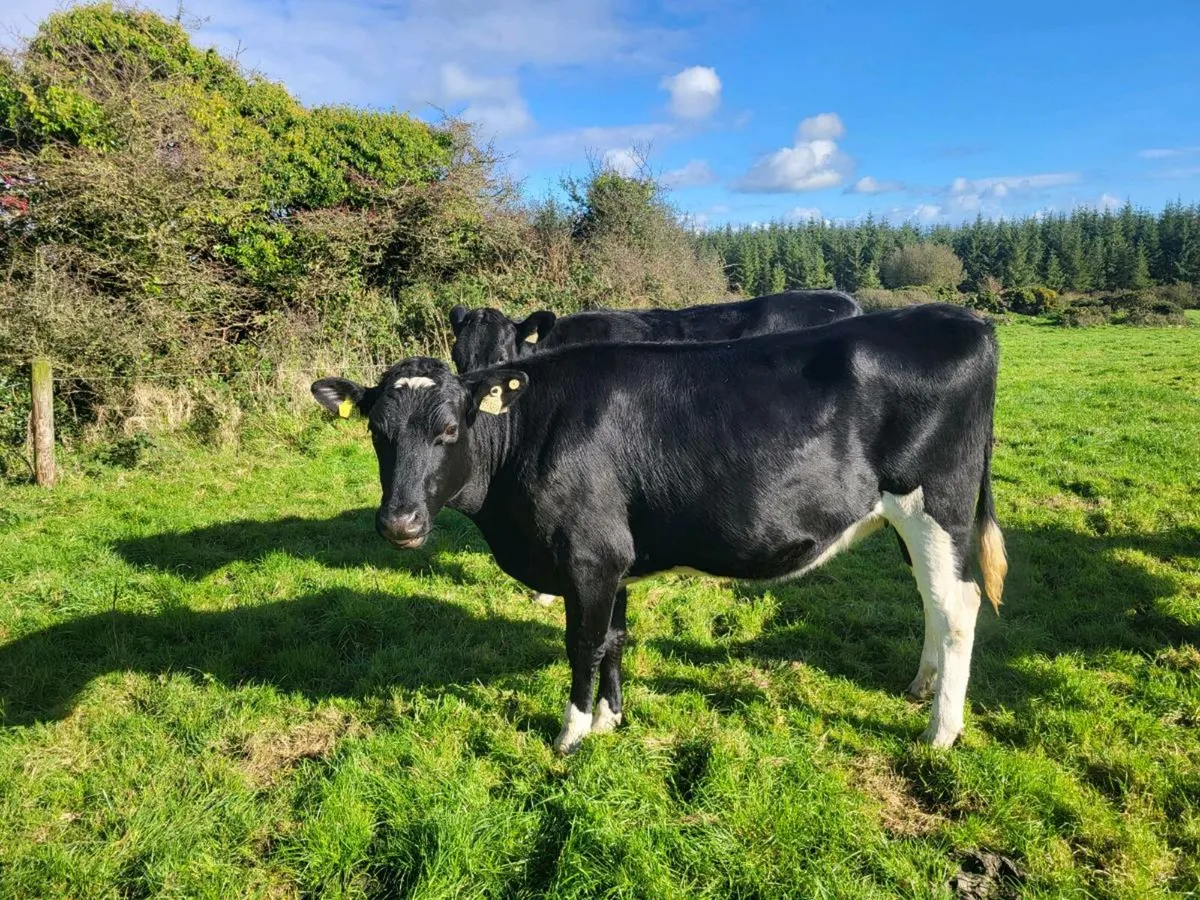 Incalf heifers - Image 1