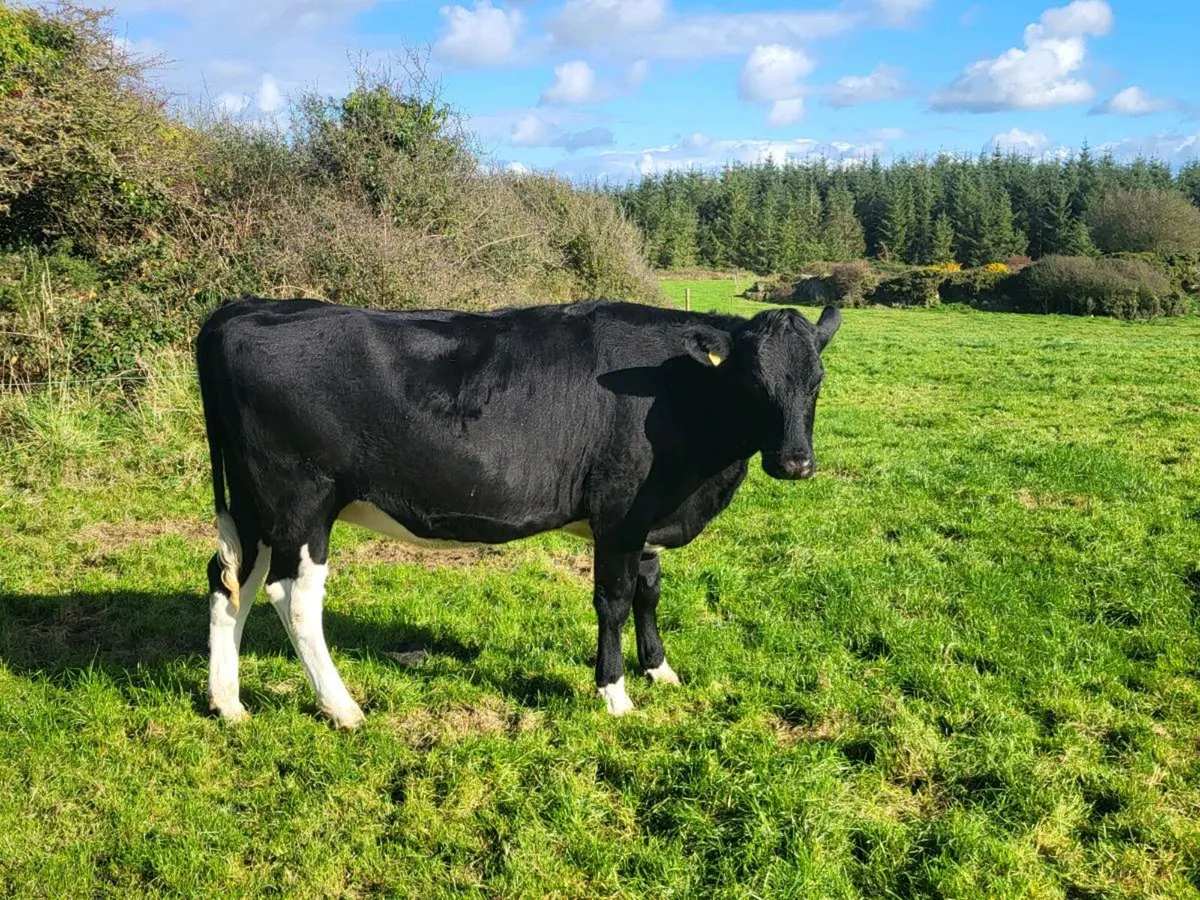 Incalf heifers - Image 2