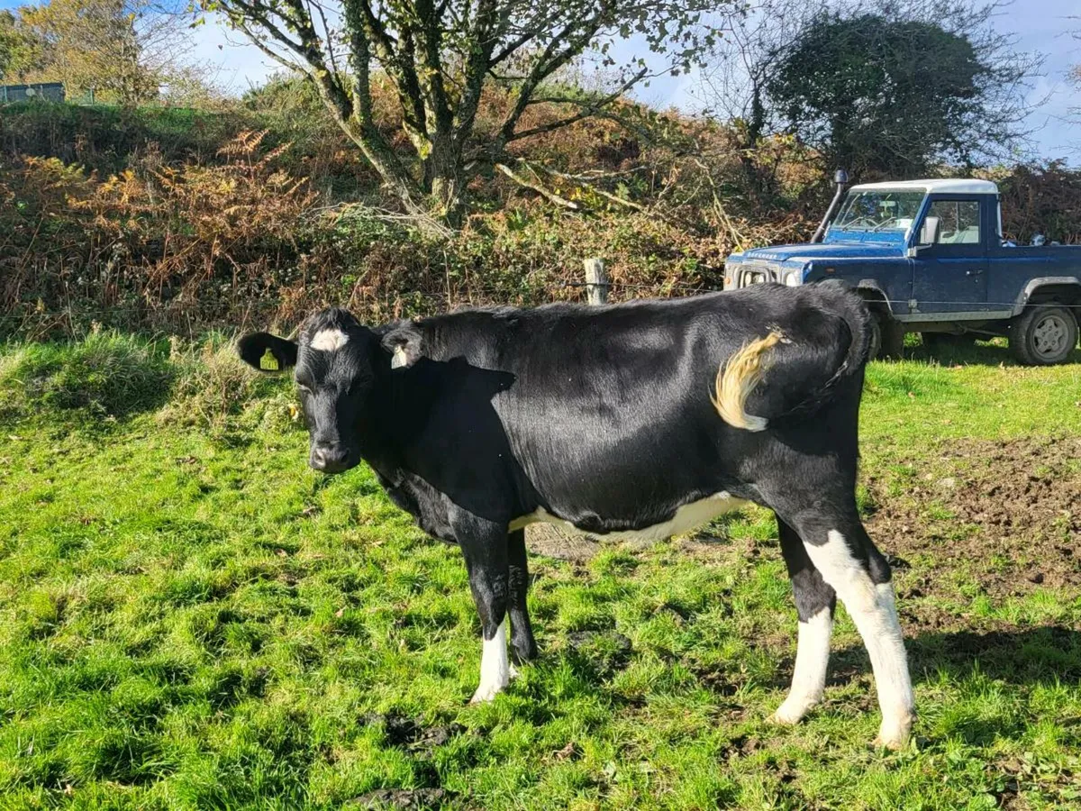 Incalf heifers - Image 3