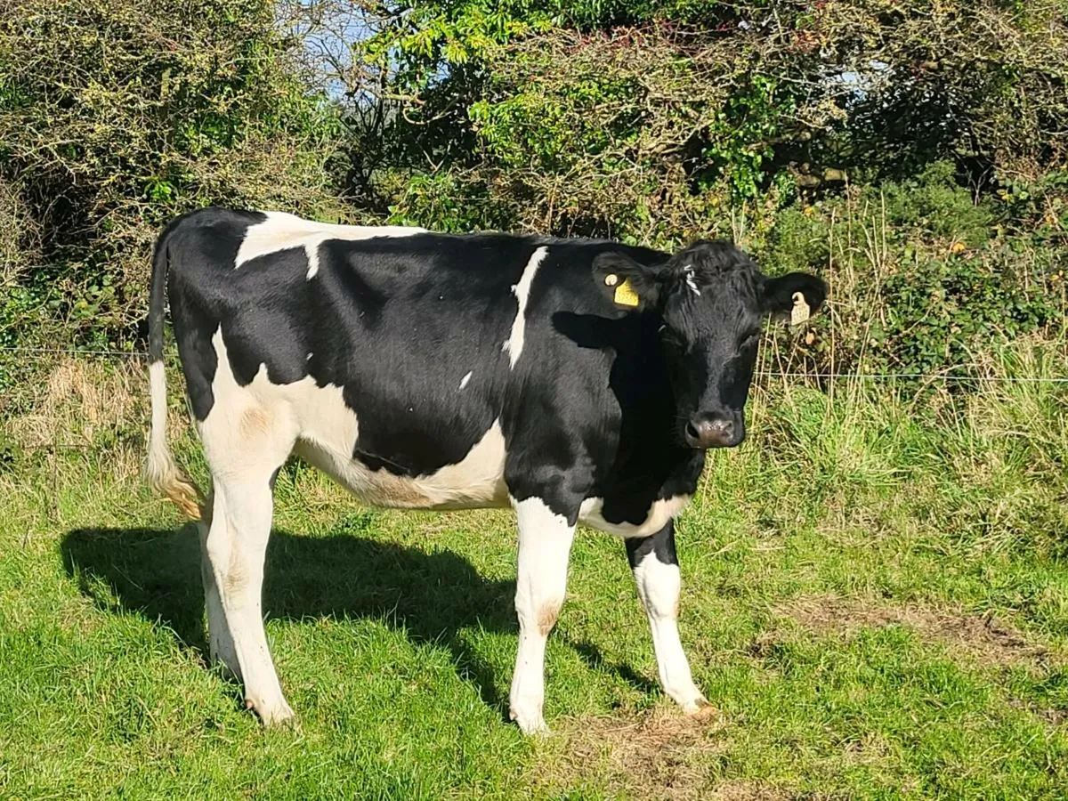 Incalf heifers - Image 4