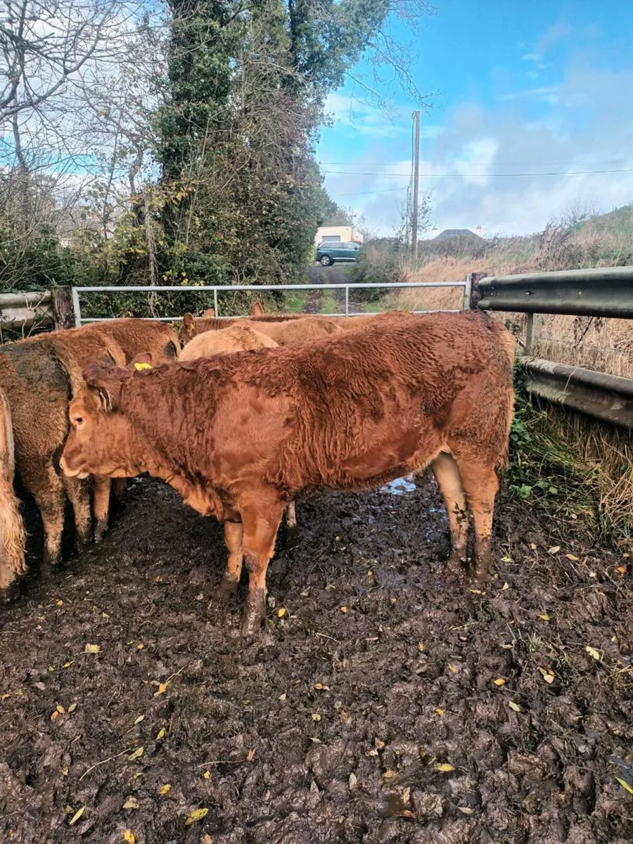 Organic weanling heifers - Image 1