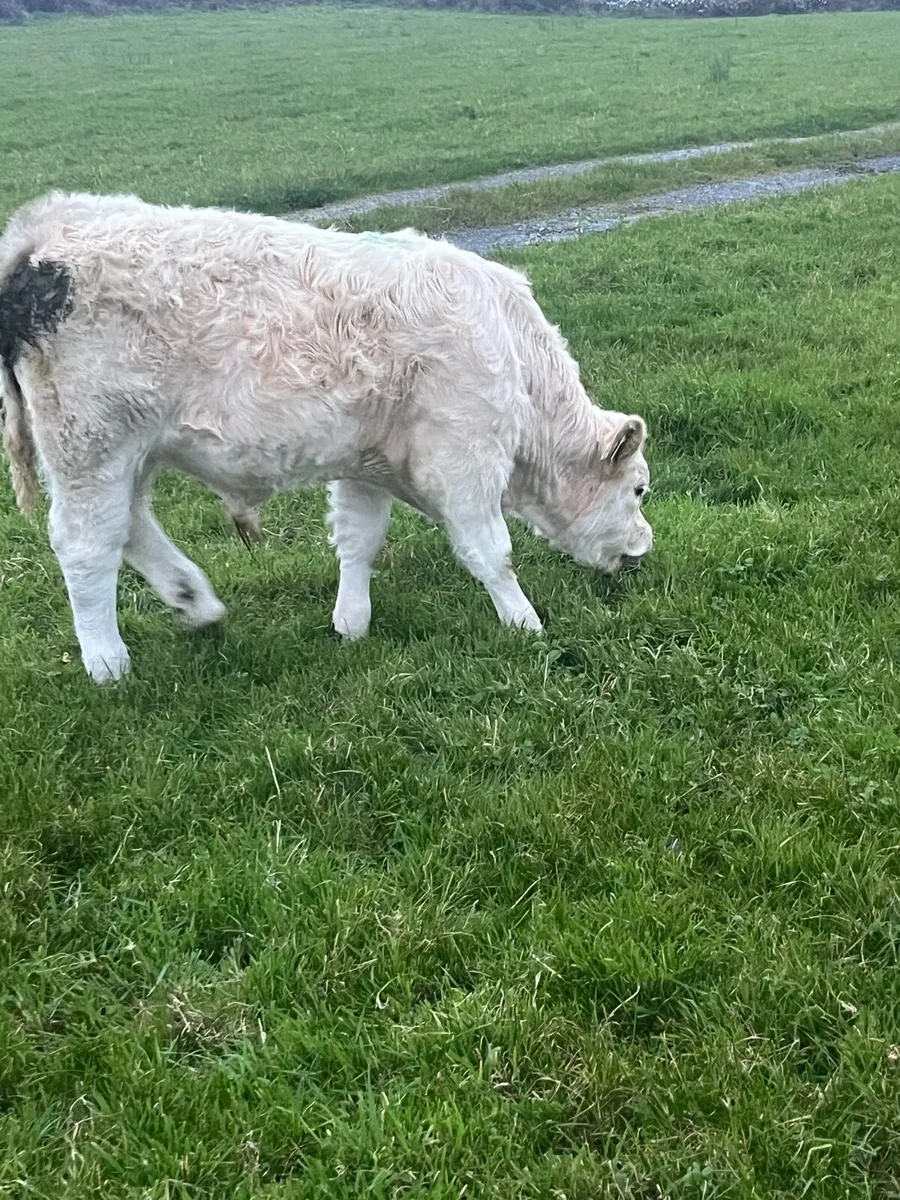Organic weanlings bulls and heifers - Image 2