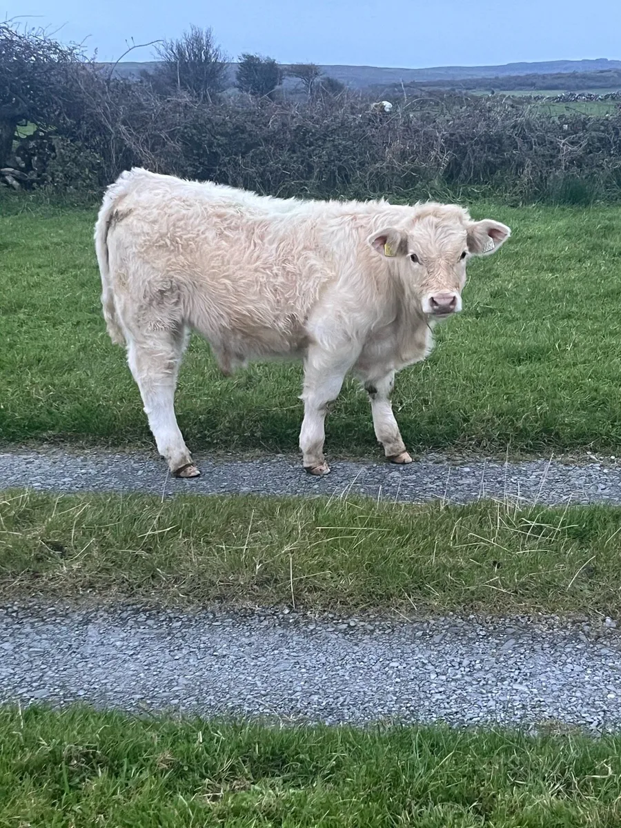 Organic weanlings bulls and heifers - Image 3