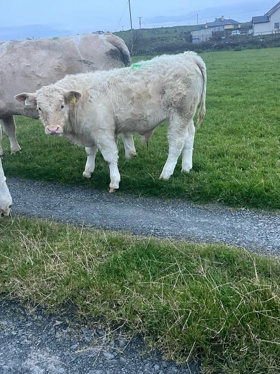 Organic weanlings bulls and heifers - Image 4
