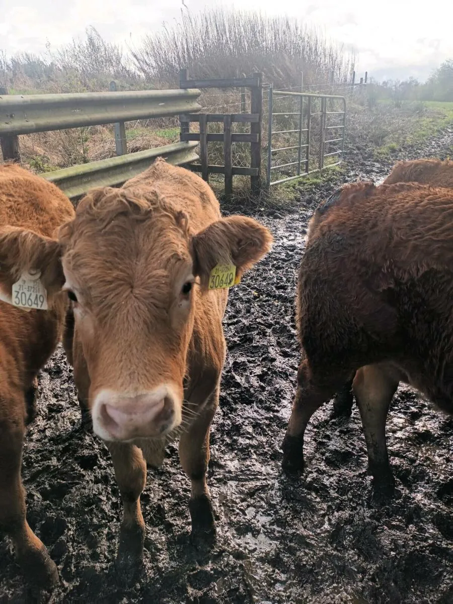 Organic weanling heifers - Image 2