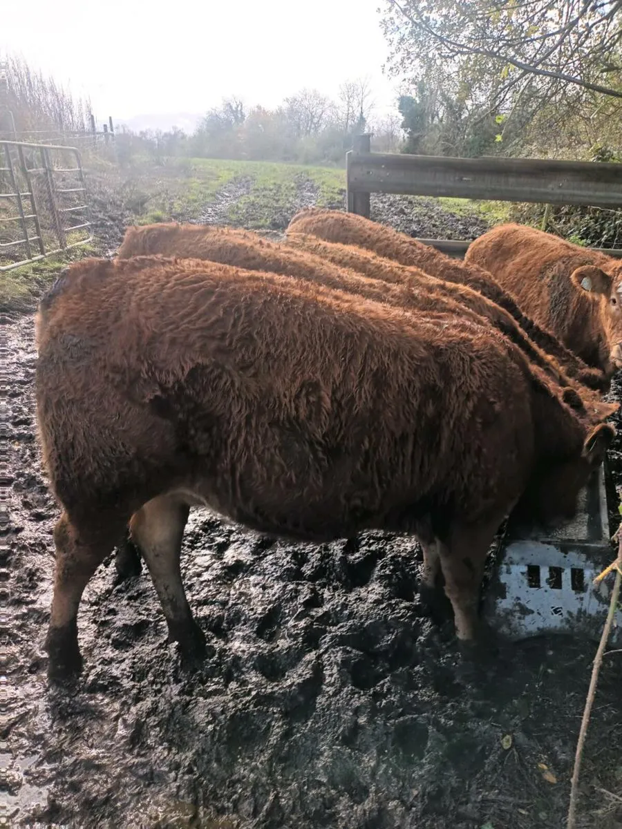 Organic weanling heifers - Image 3