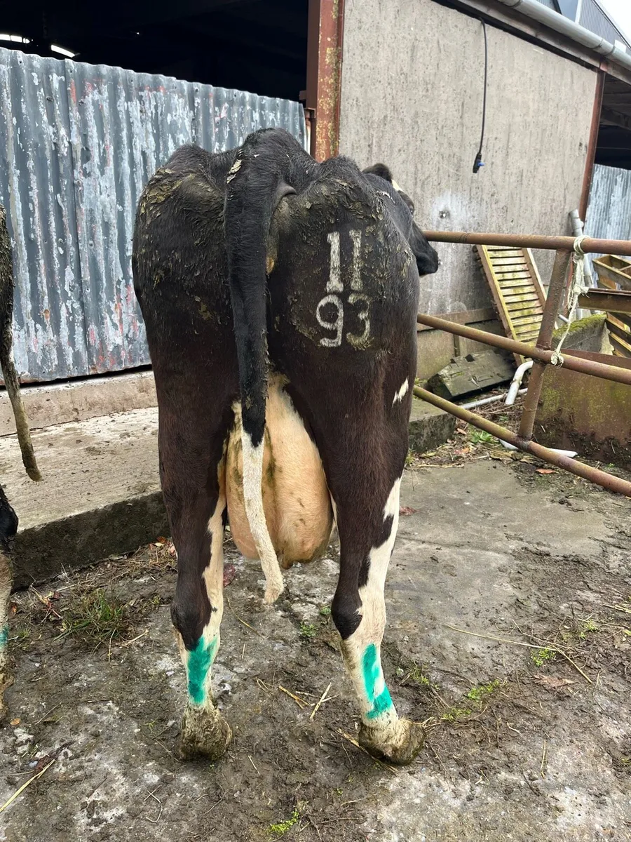 In calf cows - Image 1