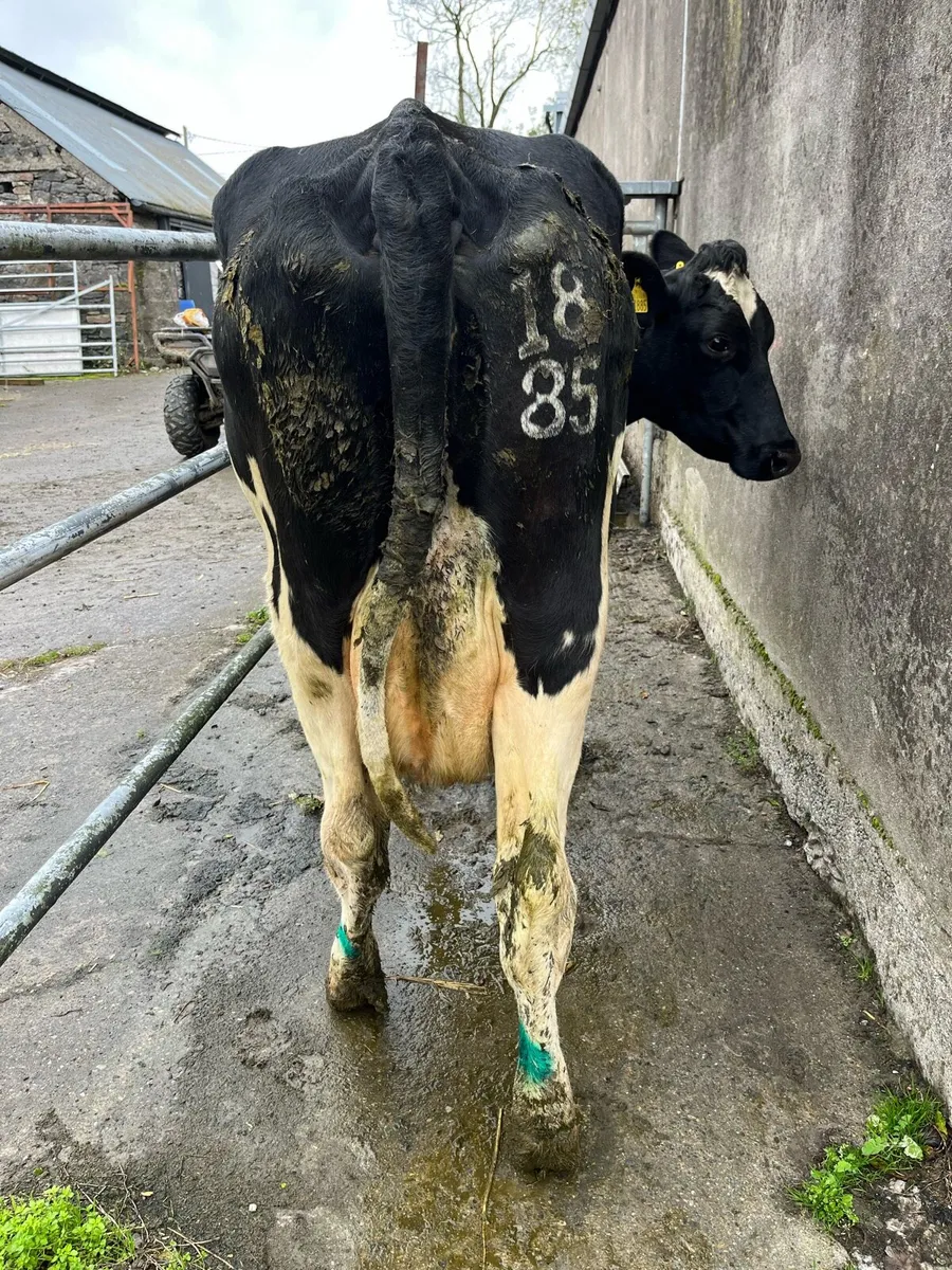 In calf cows - Image 2