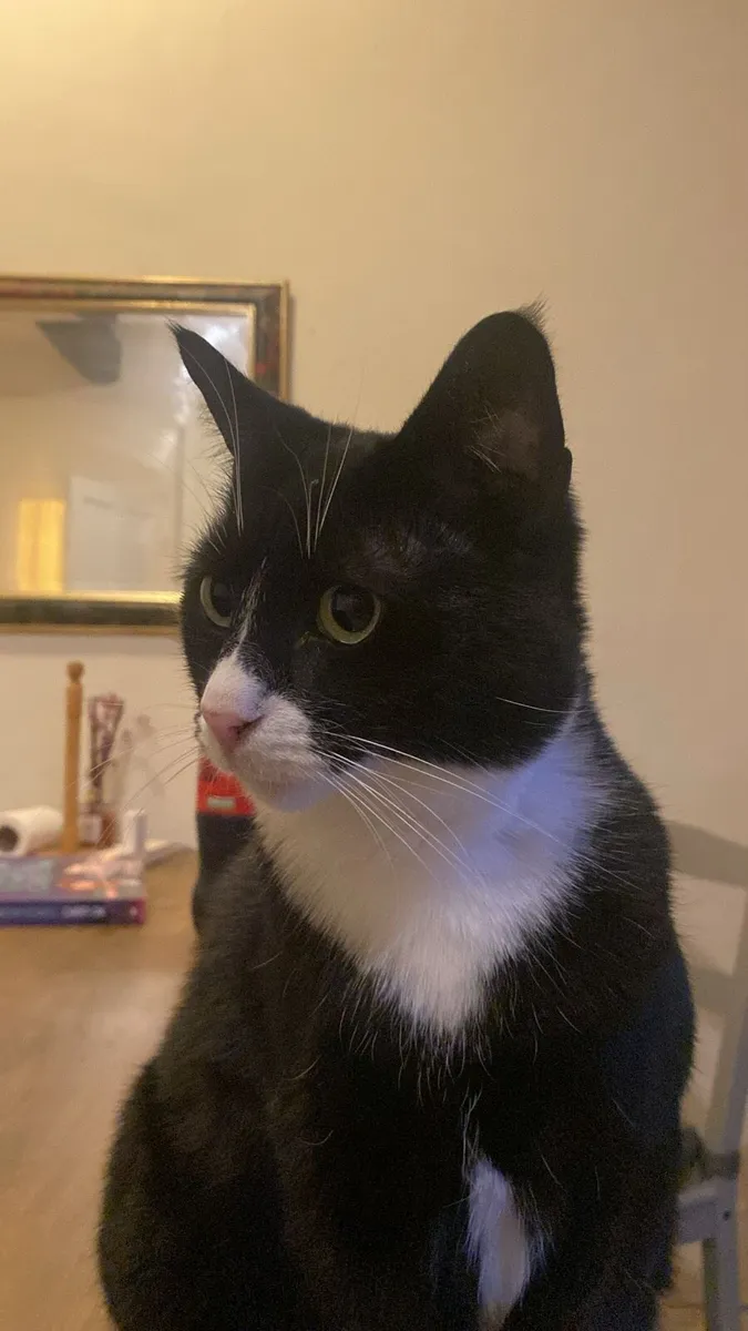 Cat tuxedo cat - Image 1