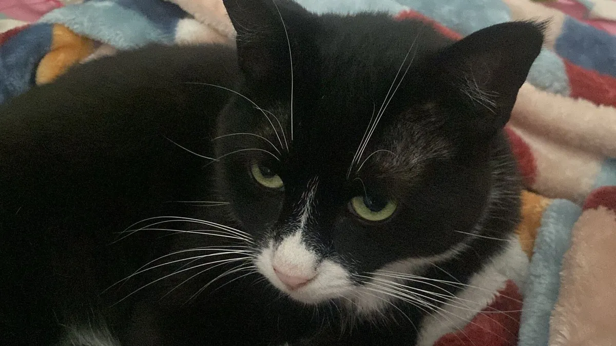 Cat tuxedo cat - Image 2