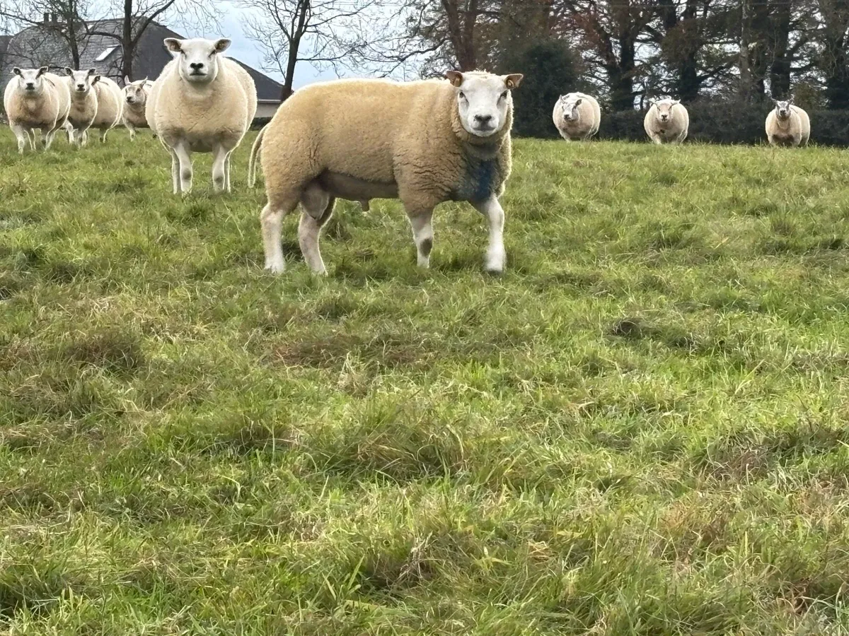 BELTEX RAMS - Image 3