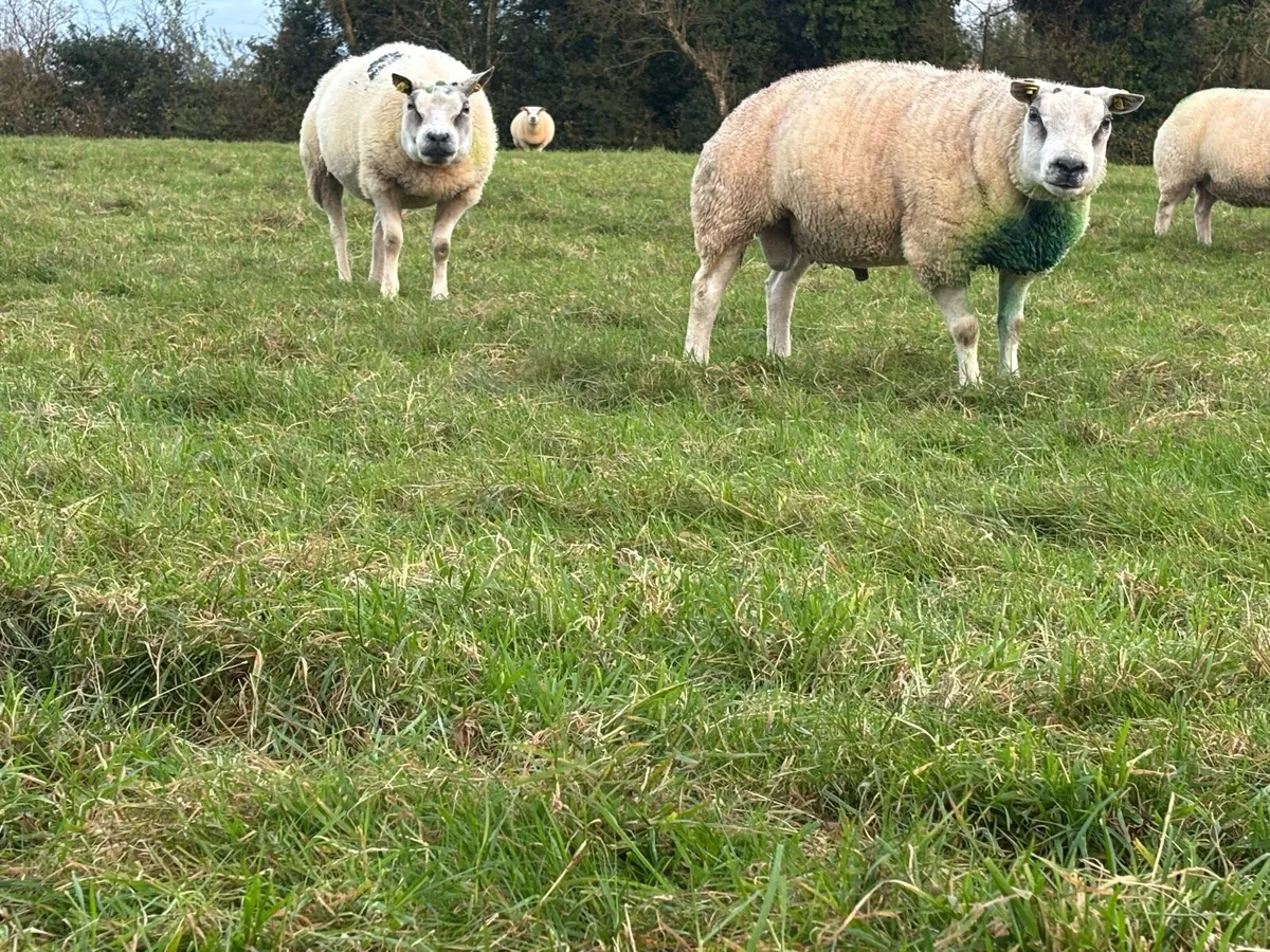 BELTEX RAMS - Image 4