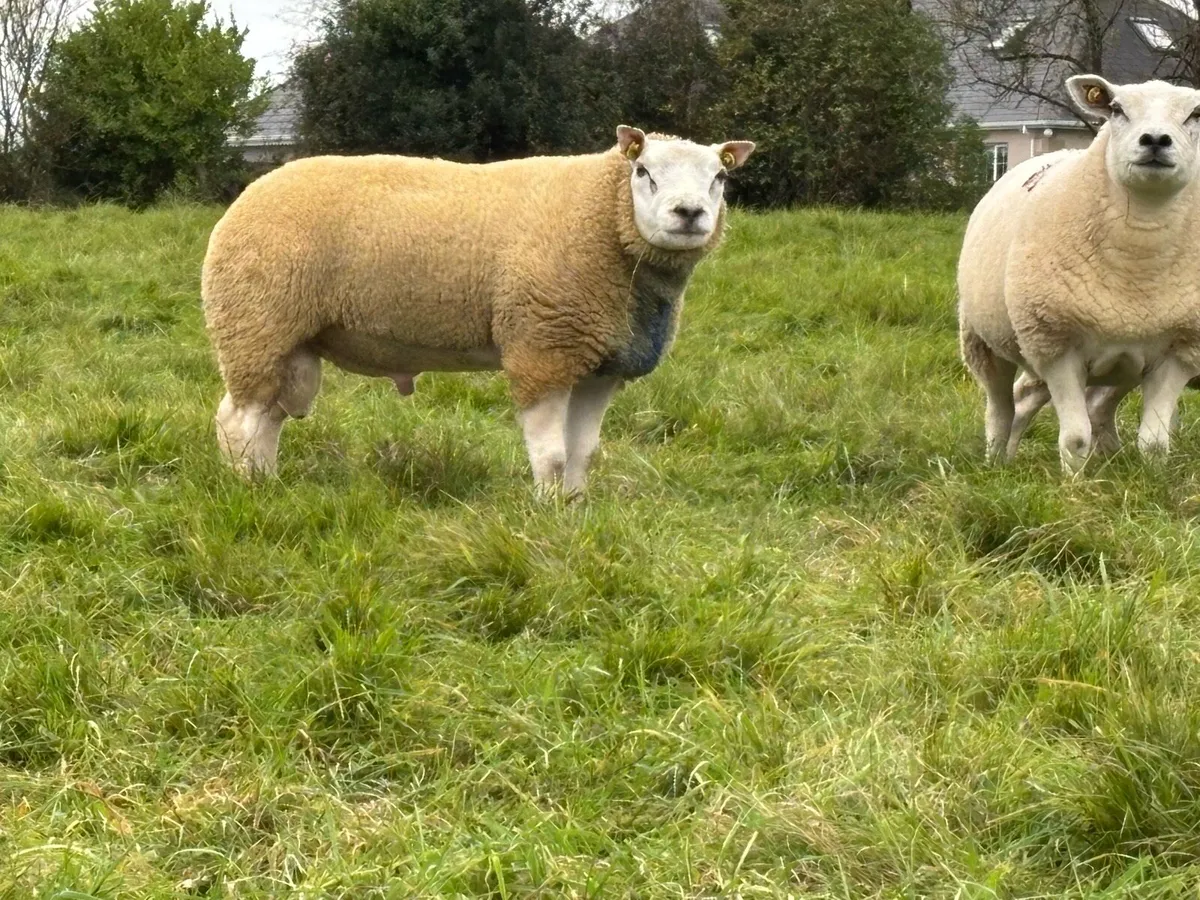 BELTEX RAMS - Image 1
