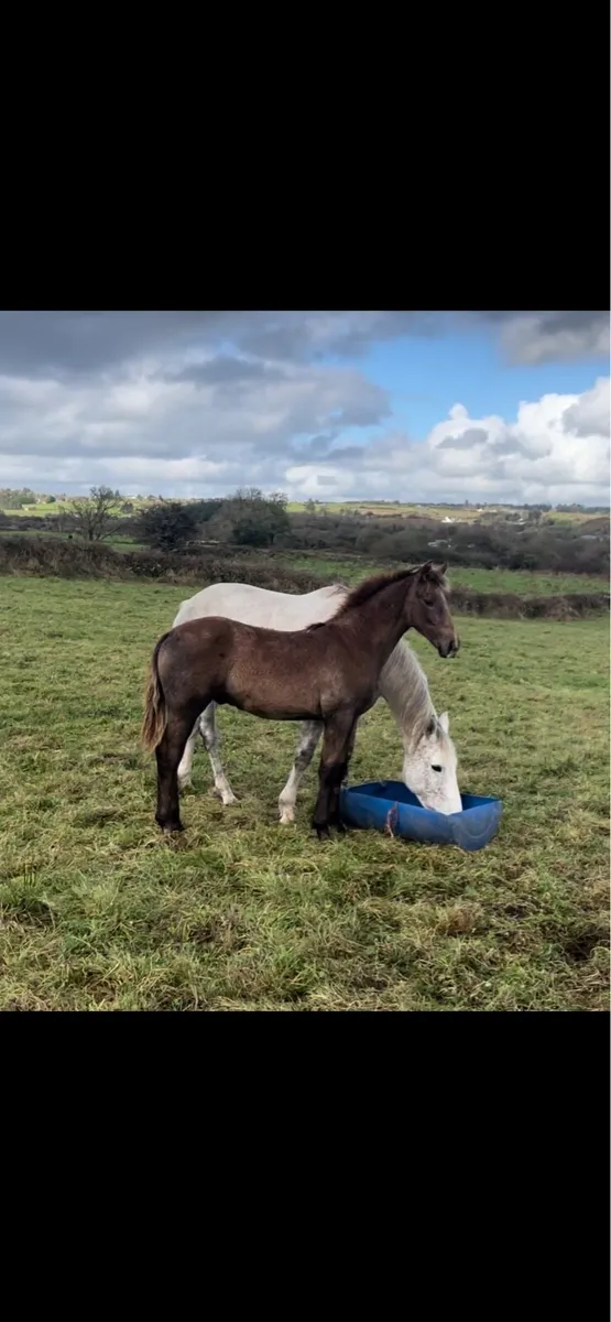 Si Gaoithe sport foal
