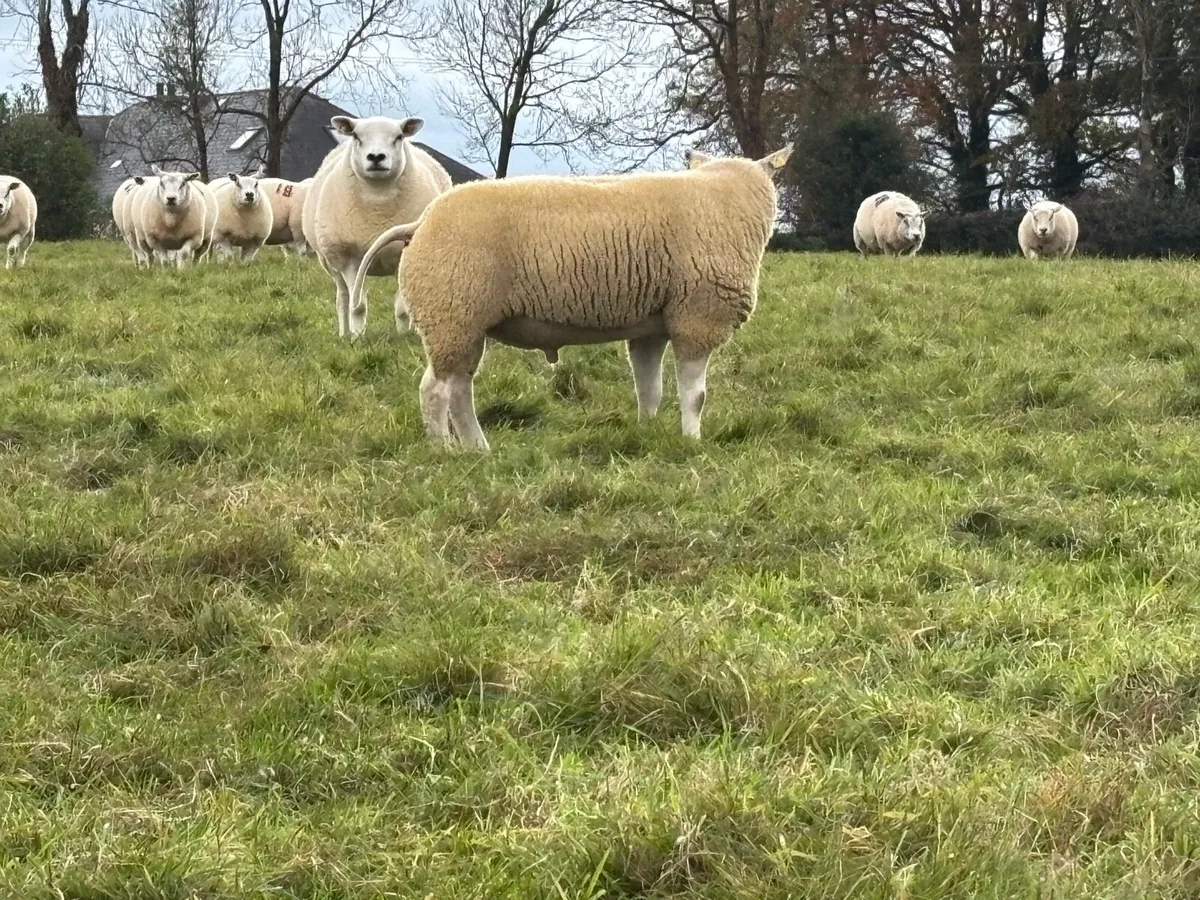BELTEX RAMS - Image 2