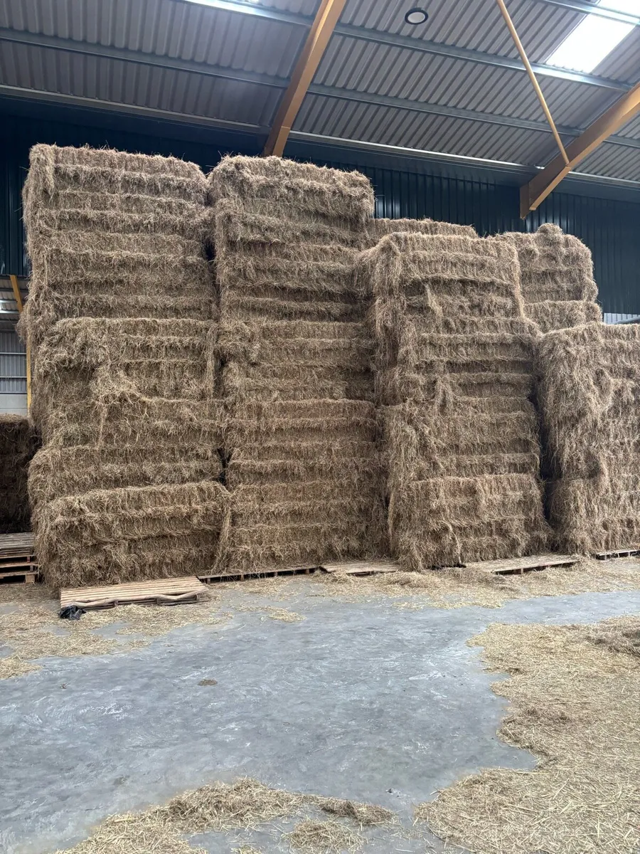 Hay