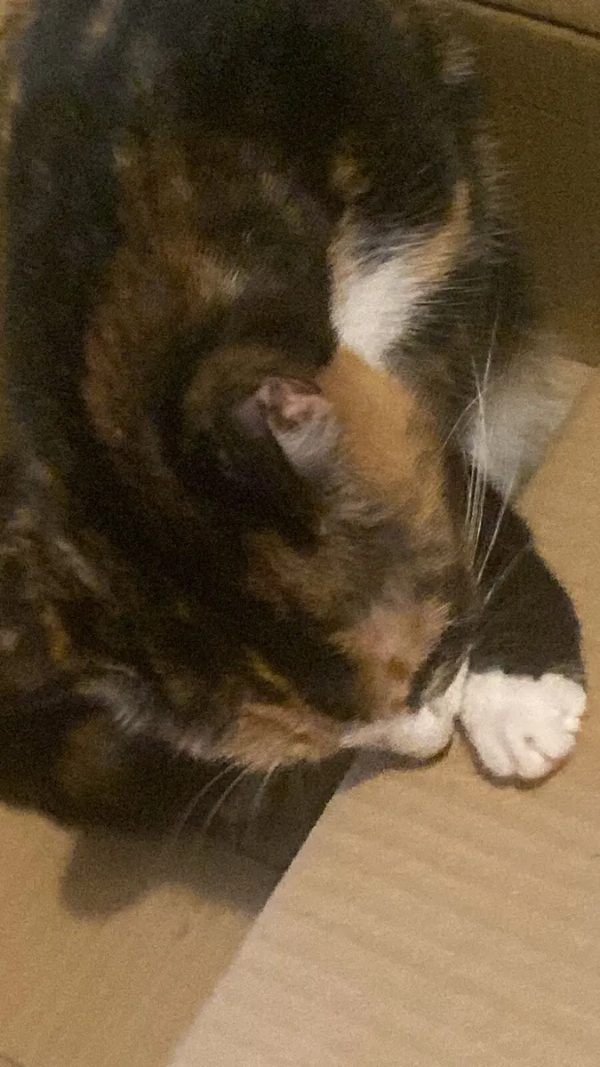 Cat Calico cat - Image 1