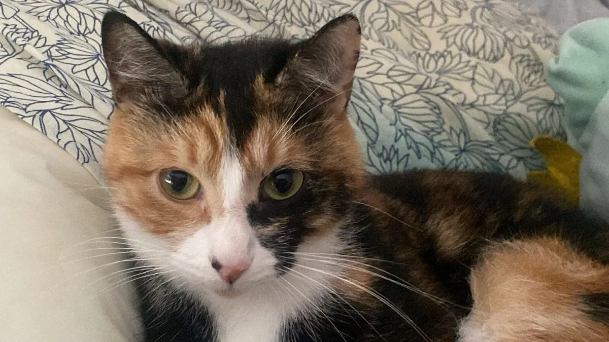 Cat Calico cat - Image 2
