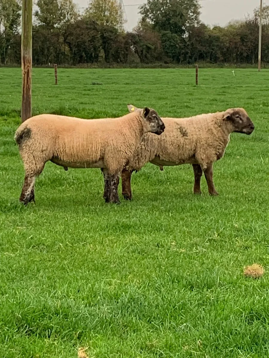 Suffolk Cross Ram Lambs - Image 1