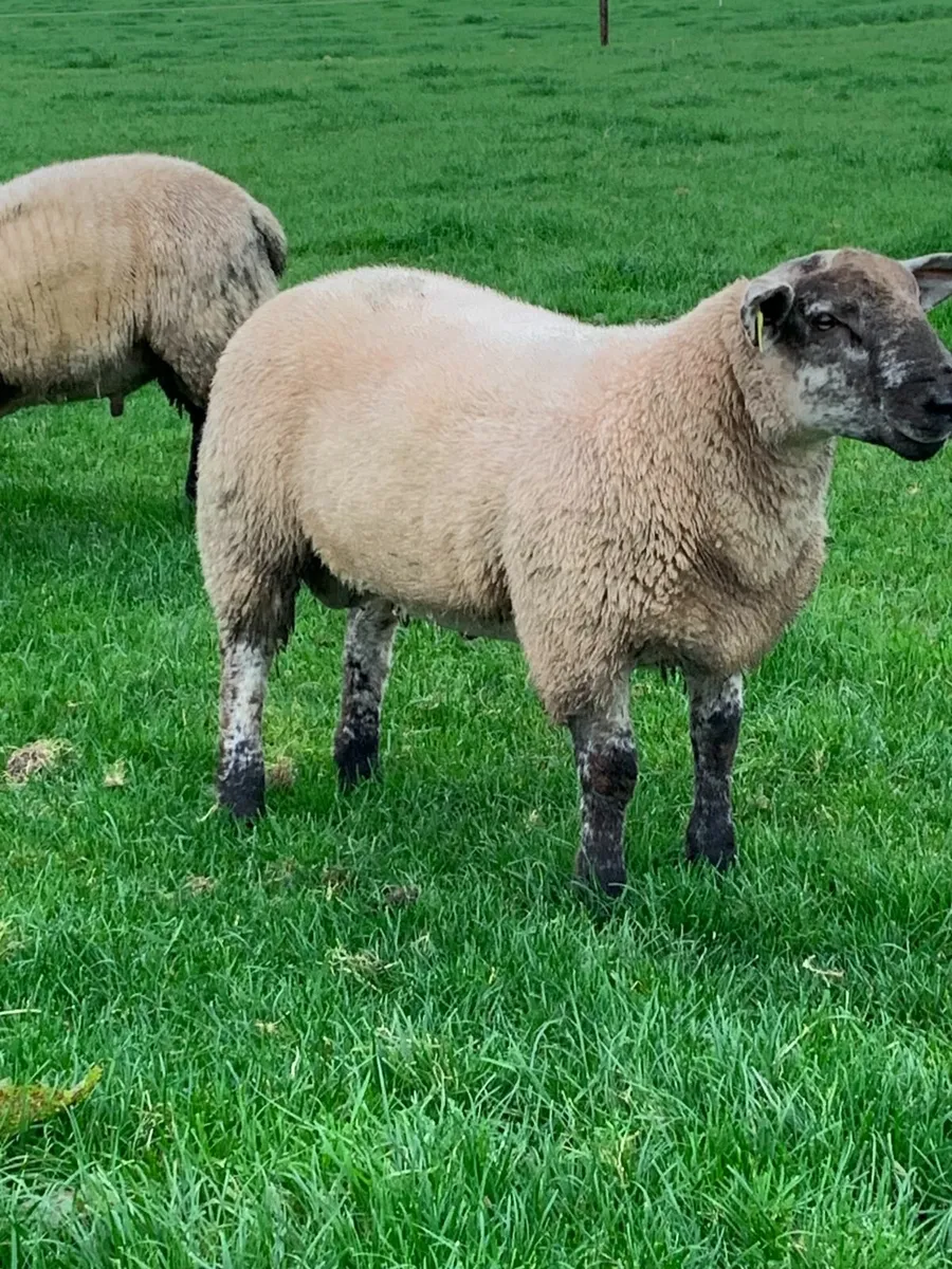 Suffolk Cross Ram Lambs - Image 2