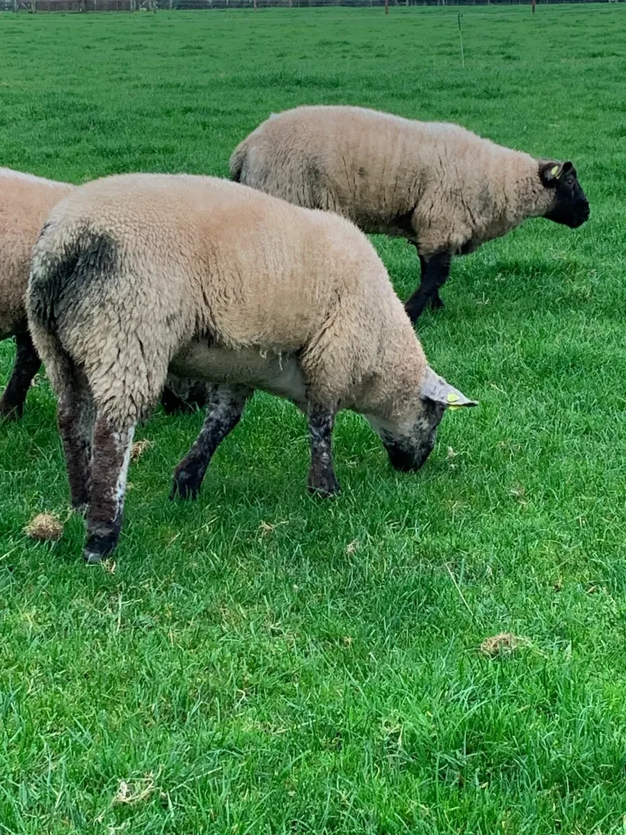 Suffolk Cross Ram Lambs - Image 3