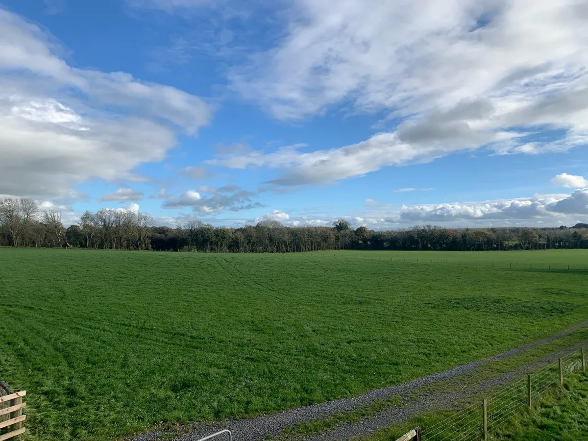 Organic haylage - Image 2