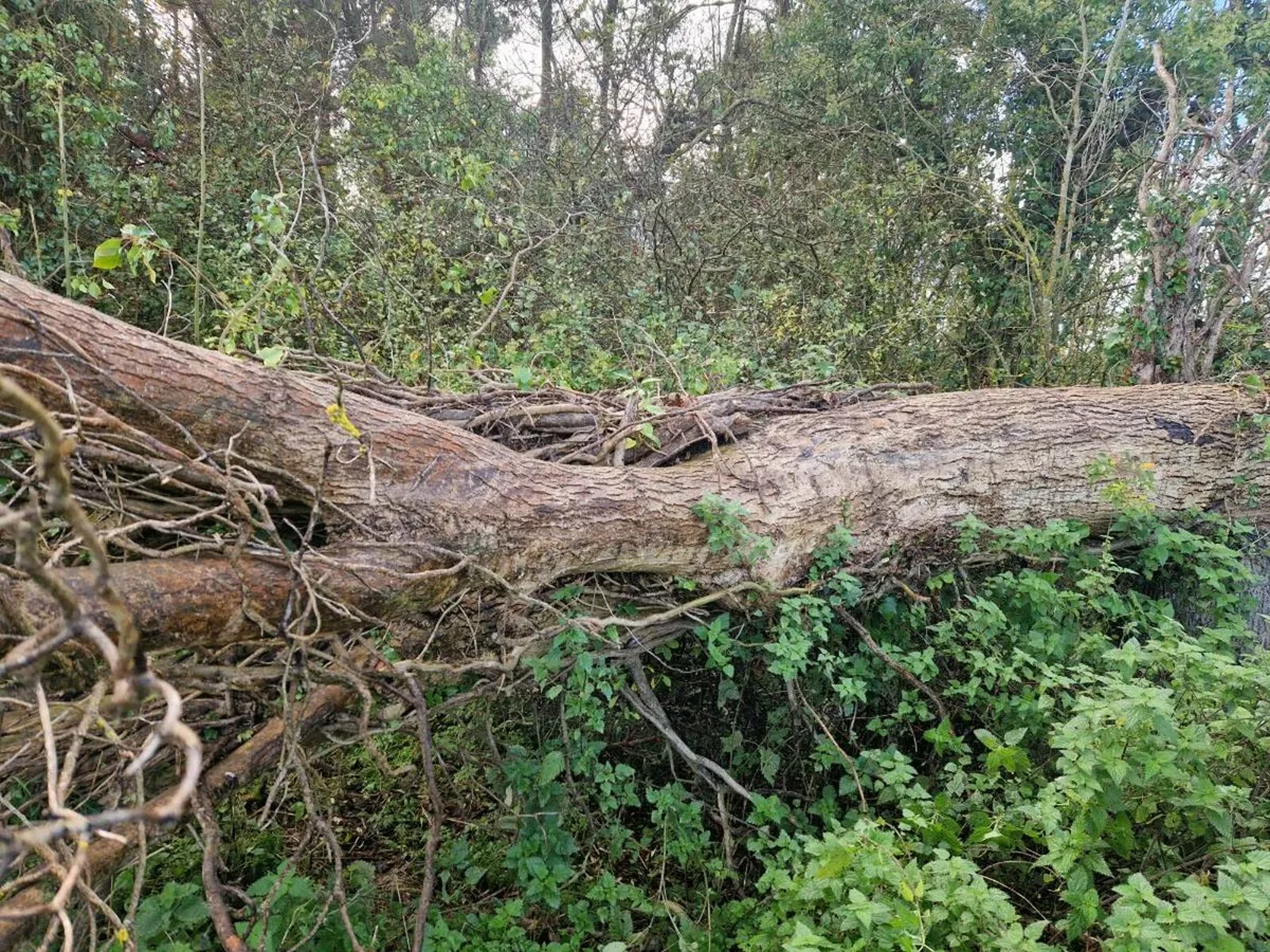 Ash tree for firewood - Image 1