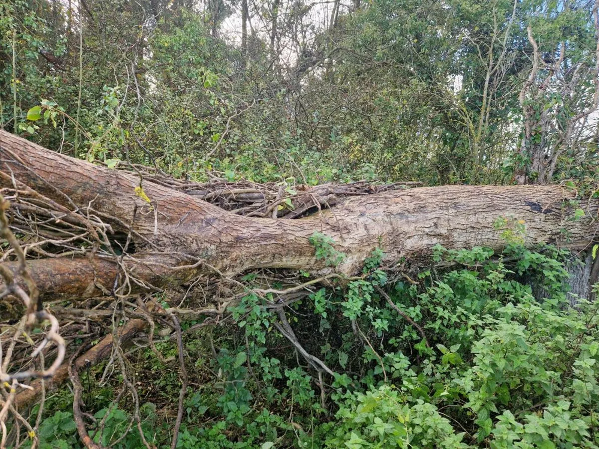 Ash tree for firewood - Image 2