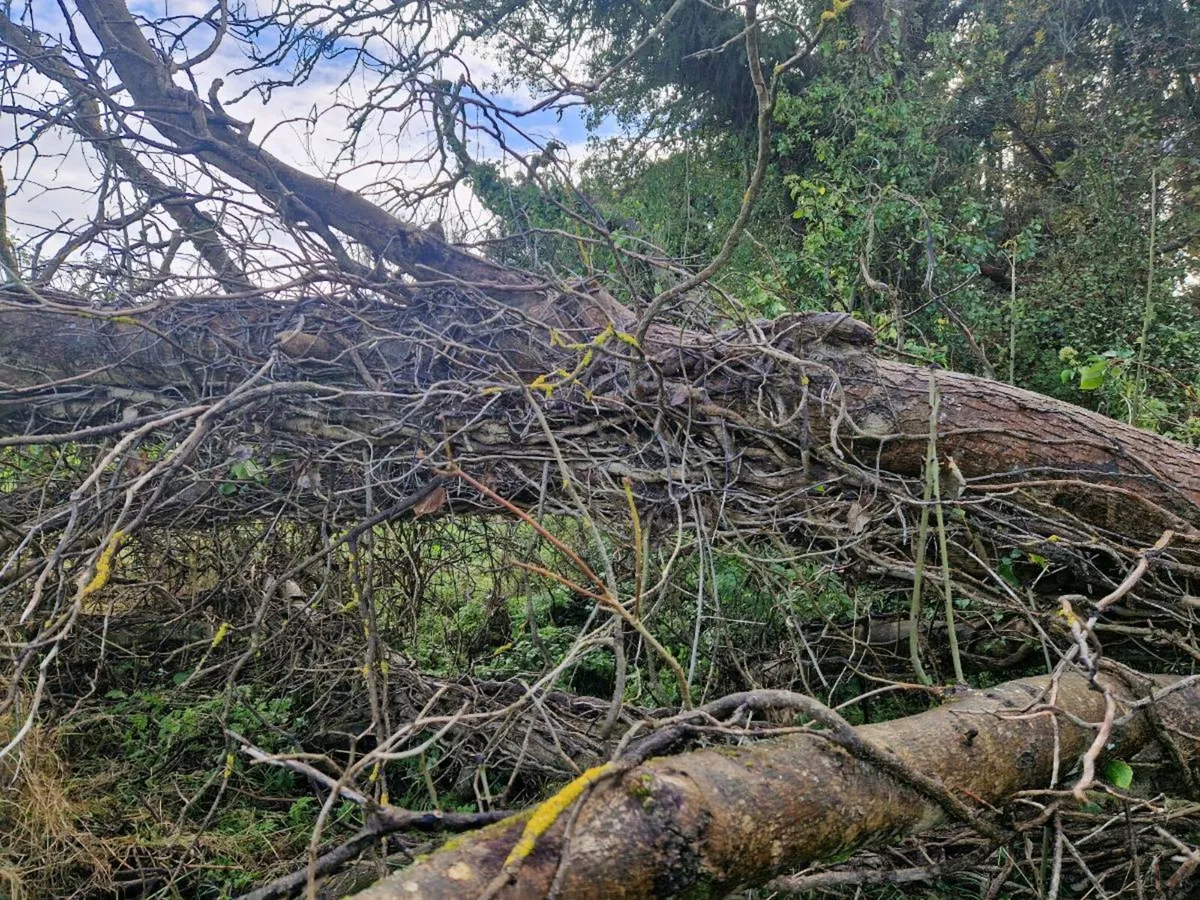 Ash tree for firewood - Image 3