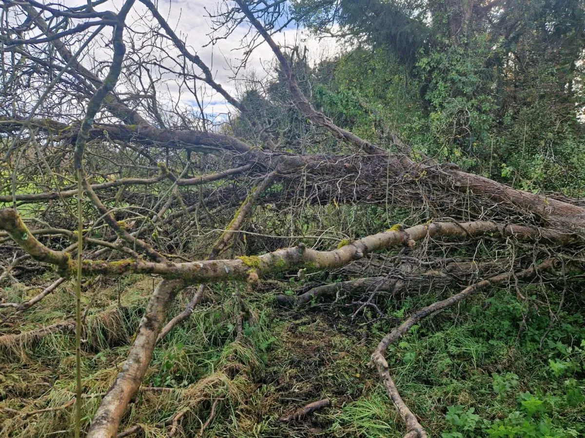 Ash tree for firewood - Image 4
