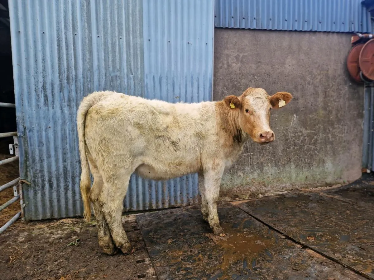 Roan Breeding Heifer - Image 1