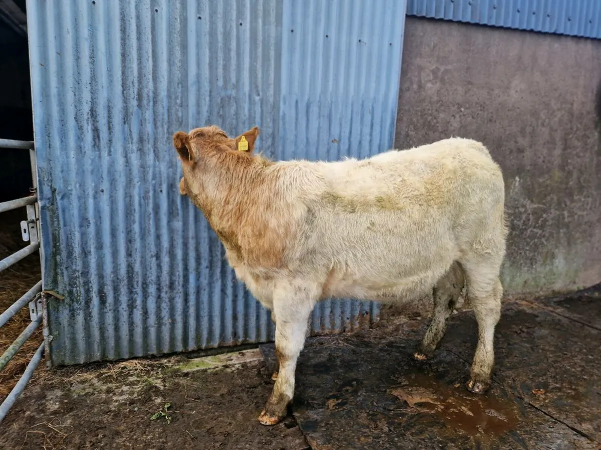 Roan Breeding Heifer - Image 2