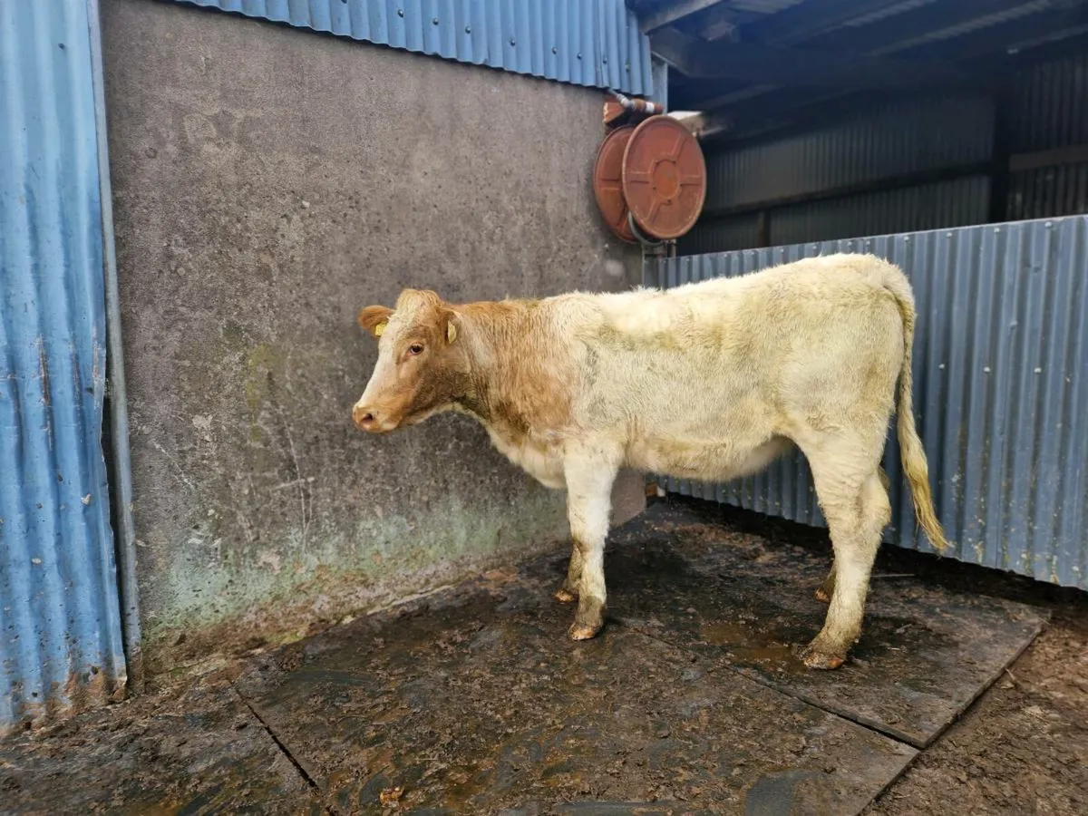 Roan Breeding Heifer - Image 3