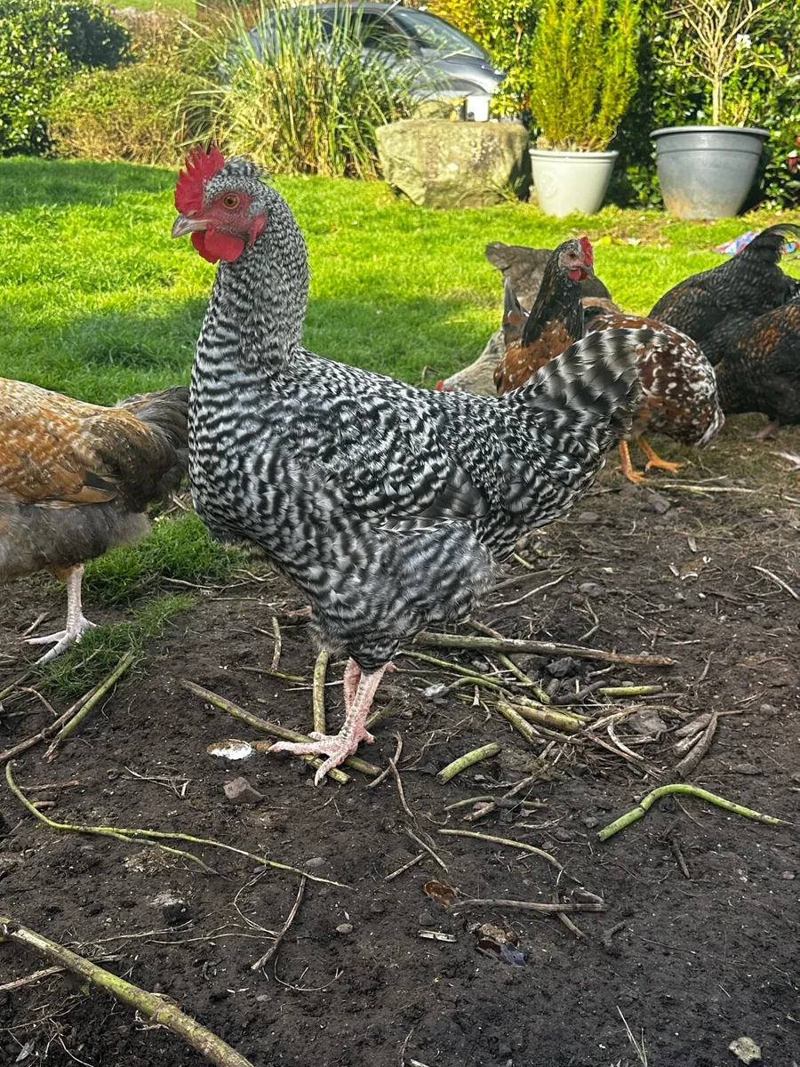 Roosters - Image 1