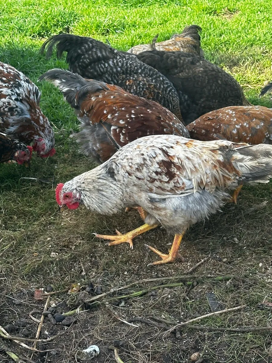 Roosters - Image 2