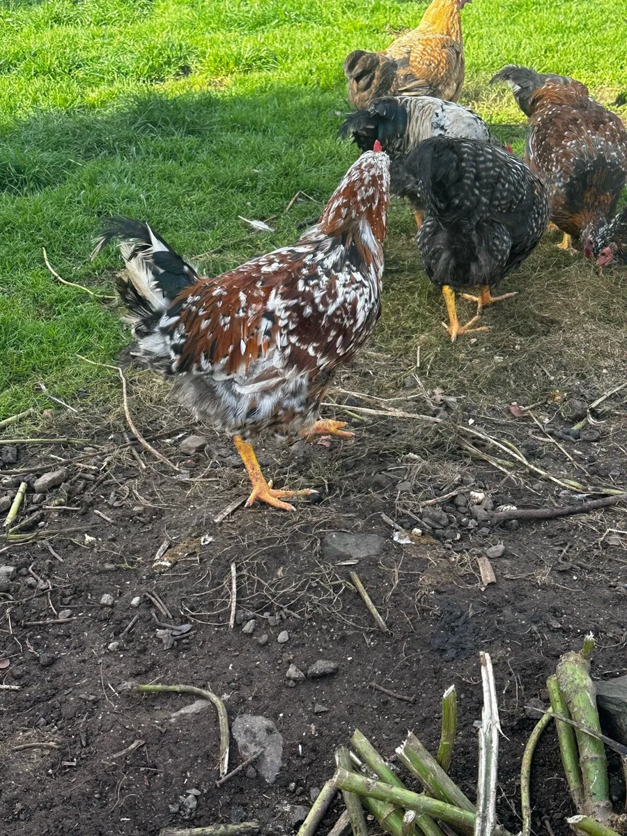 Roosters - Image 3